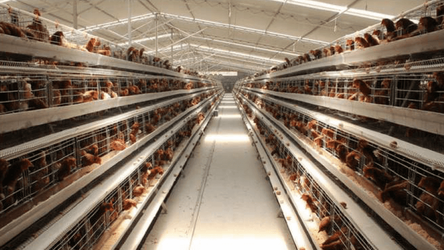 Parrandalar uchun katakli setka ishlab chiqarish uskunasi US-DP-AW-1200E